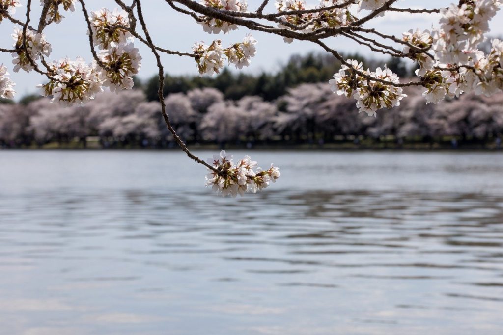 sakura, cherry blossoms, spring-7091532.jpg